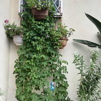 オキシペタラム ホワイトスター,バタフライピー,グリーンカーテン,鉢植え,つる性植物の画像