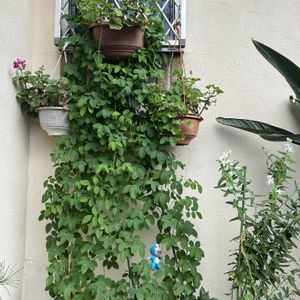 オキシペタラム ホワイトスター,バタフライピー,グリーンカーテン,鉢植え,つる性植物の画像