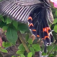 花壇,わが家の庭,小さな庭の画像