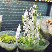 白花ウサギゴケ,食虫植物　ウサギゴケ,補光,キッチンの画像
