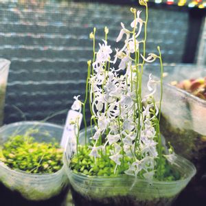 白花ウサギゴケ,食虫植物　ウサギゴケ,補光,キッチンの画像