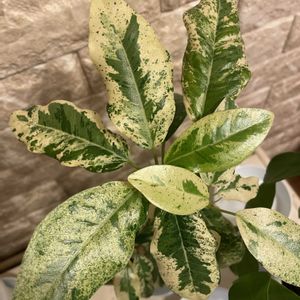 フランスゴムの木,フィカス・ルビキノーサ,わが家の観葉植物❢,斑入りの葉っぱ,観葉植物がスキの画像
