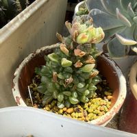 ハオルチア オブツーサ,ハオルチア ウンブラティコーラ,多肉植物,多肉植物のある暮らし,おうち園芸の画像