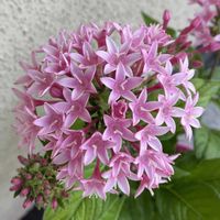 ペンタス,鉢植え,玄関アプローチの画像