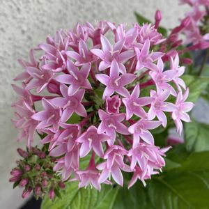 ペンタス,鉢植え,玄関アプローチの画像