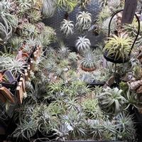 チランジア,エアプランツ,エアプランツ チランジアの画像