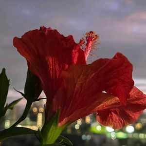 カシワバアジサイ,ハイビスカス,ドライフラワー,夜景,ありがとう♡の画像