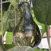 カボチャ,夏野菜,ウリ科,お散歩中の画像