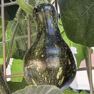 カボチャ,夏野菜,ウリ科,お散歩中の画像