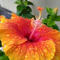 ハイビスカス,ハイビスカス,ハイビスカス,ハイビスカス,花言葉の画像