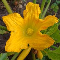 ズッキーニの花,ズッキーニ(黄),イエローズッキーニ,カナダ,家庭菜園の画像