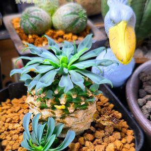 ユーフォルビア フィッシュボーン,ユーフォルビア スパンリンギー,ユーフォルビア 鉄甲麒麟,多肉植物,観葉植物の画像