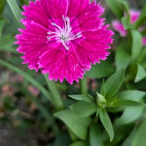 ナデシコ,備忘録,植物美,キッチンの画像