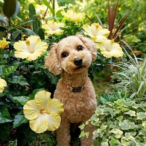 ハイビスカス,ハイビスカス　アイスレモン,観葉植物,緑のある暮らし,今日のお花の画像