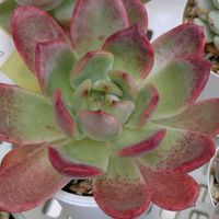 グリーンピンク,多肉植物,葉挿し,多肉寄せ植え,実生苗の画像