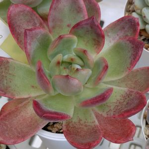 グリーンピンク,多肉植物,葉挿し,多肉寄せ植え,実生苗の画像