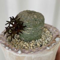 ミギウルティヌス,多肉植物,開花,珍奇植物,ビザールプランツの画像