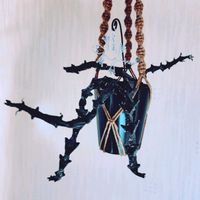 セロペギア ボッセリ,多肉植物,大好き,HTC,HTC No.16の画像