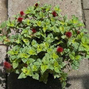 斑入りキャットテール,花のある暮らし,植物のある暮らし,植中毒,斑入り好き♡の画像