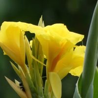 カンナ,カンナ,幸せの黄色いお花,Juneの会,日曜ビタミンカラー♪の画像