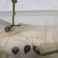オリヅルラン,オシロイバナ（白粉花）,数珠玉(ｼﾞｭｽﾞﾀﾞﾏ),藪蘭(ﾔﾌﾞﾗﾝ) 白花,ジュズダマ(数珠玉)の画像