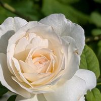 黒法師,アウグスタルイーゼ,シュネーバルツァー,ベビーマスケラード,多肉植物の画像