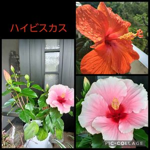 ビタミンカラー,青空,母の日のプレゼント,おきにいり ♡,畑の隅での画像