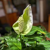 スパティフィラム,観葉植物,多様性を愛する会,人に優しく,リビング・ダイニングの画像