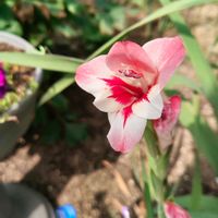 グラジオラス,ガーデニング,ボタニカルライフ,お庭の植物,花のある暮らしの画像