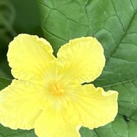 ゴーヤ,黄色の花,今日も元気で,今日も笑顔で♡,花を通じて愛と平和をの画像