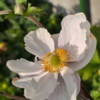 アネモネ,アネモネ ドリーミングスワン,感謝,花のある暮らし,いつまでもの画像