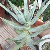アロエ,ディコトマ,新潟の画像