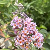 フクシア,ブッドレア フラワーパワー,観光地に住んでます,病気になんか負けない,熊本地震お見舞いの画像