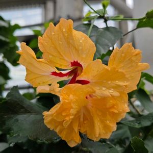 ハイビスカス,ハイビスカスフラミンゴ,温室,京都府立植物園,お出掛け先の画像