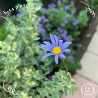 ニゲラ,ブルーデージー,百日草,芝桜,斑入りブルーデージーの画像