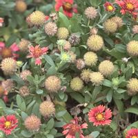 ガイラルディア,テンニンギク,天人菊,お散歩,キク科の画像