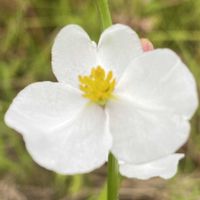 オモダカ,山野草の画像