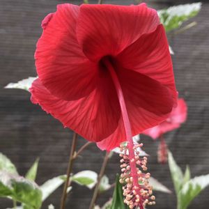 ハイビスカス,多肉植物,塊根植物,コーデックス,花のある暮らしの画像