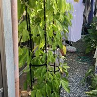 ヒスイカズラ,鉢植え,カット苗,ヒスイカズラ属,ヒスイカズラ鉢植えの画像