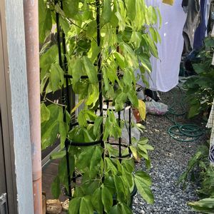 ヒスイカズラ,鉢植え,カット苗,ヒスイカズラ属,ヒスイカズラ鉢植えの画像