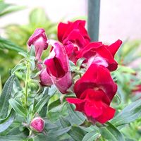 金魚草,金魚草,西洋桜草,ｷﾝｷﾞｮｿｳ,キュンキュン乙女倶楽部の画像