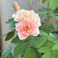 ダフネ,ガーデニング,花のある暮らし,バラを楽しむ,小さな庭の画像