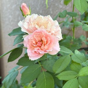 ダフネ,ガーデニング,花のある暮らし,バラを楽しむ,小さな庭の画像
