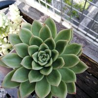 ギルバ,ガーデニング,多肉棚,多肉植物とサボテン,タニパトの画像
