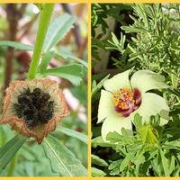 アサガオ,ボリジ,ハイビスカストリオナム,今日のお花,愛しの紫の画像