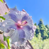 ハイビスカス,ハイビスカス　ケイト,ガーデニング,アオイ科,花木の画像