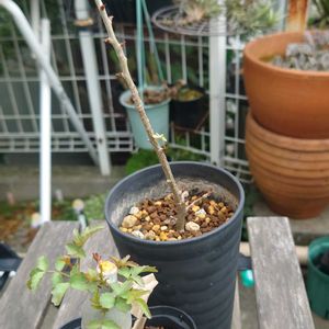 ブルセラ ファガロイデス,多肉植物,塊根植物,多肉生活,珍奇植物の画像