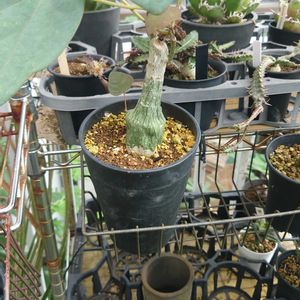 アデニア ステイローサ,多肉植物,塊根植物,多肉生活,珍奇植物の画像