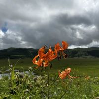 アサマフウロ,オダマキ,ヤナギラン,コオニユリ,キンミズヒキの画像