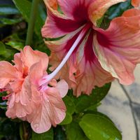 寄植え,今日の花,ハンギング,小さな庭,玄関アプローチの画像